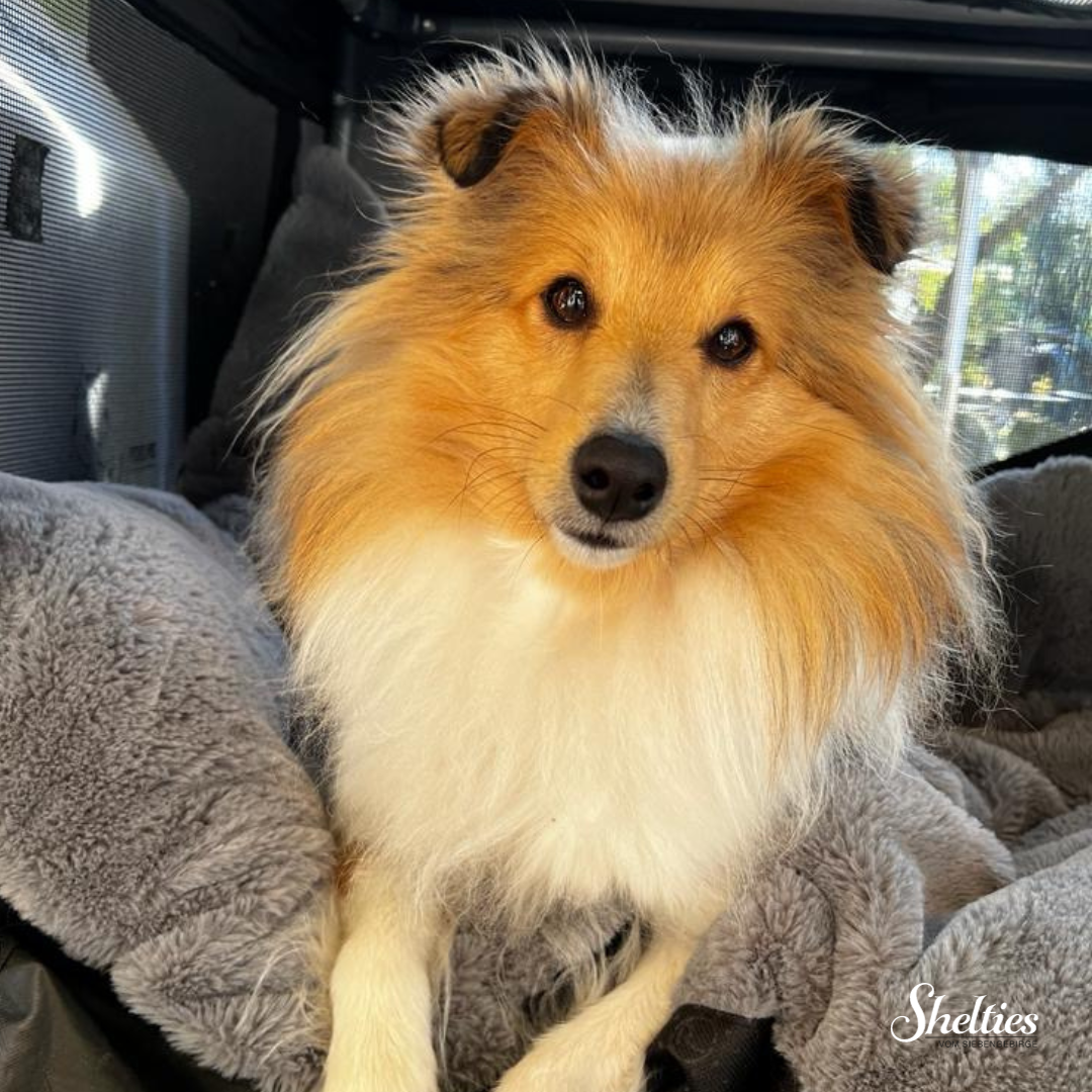 sheltie 5