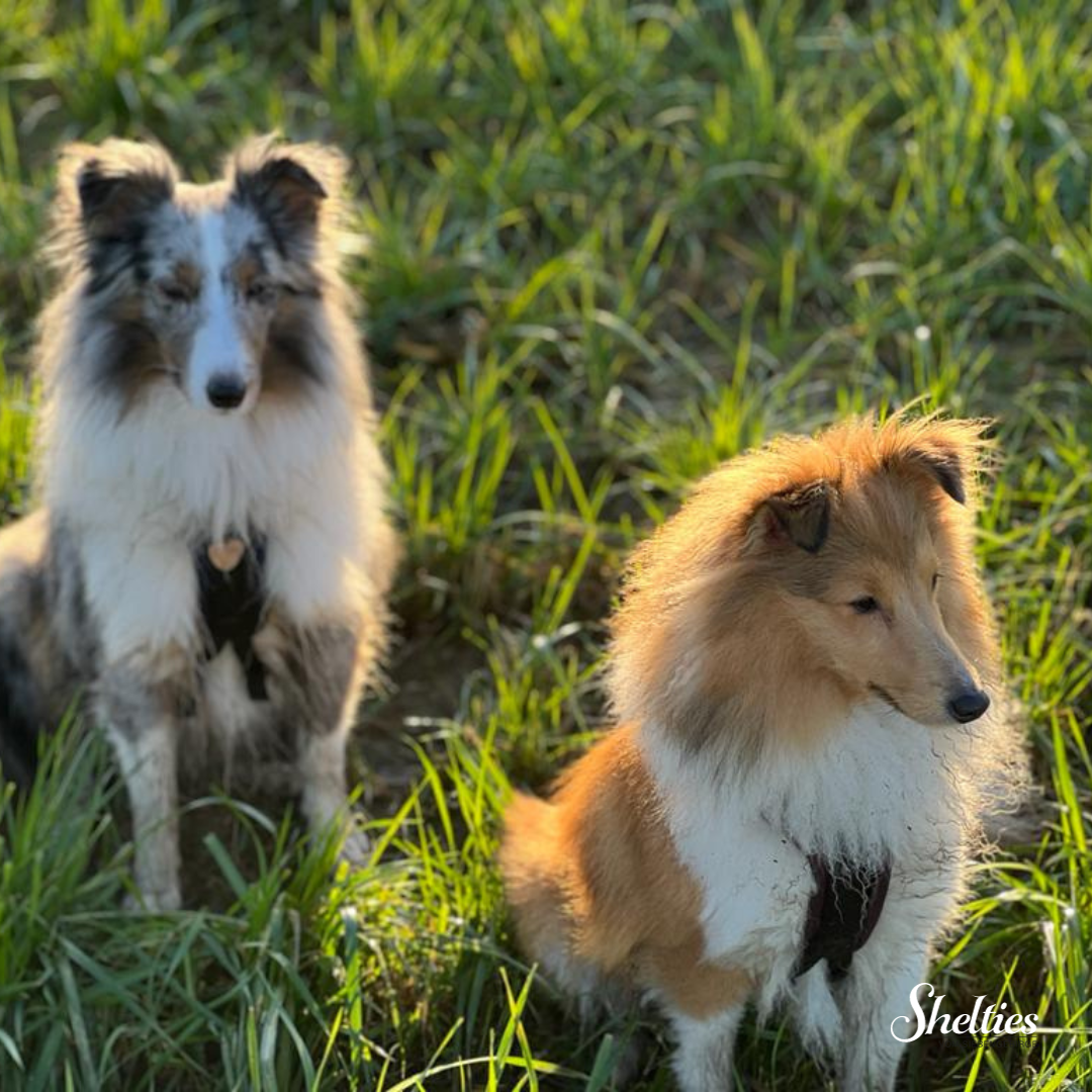 sheltie 8